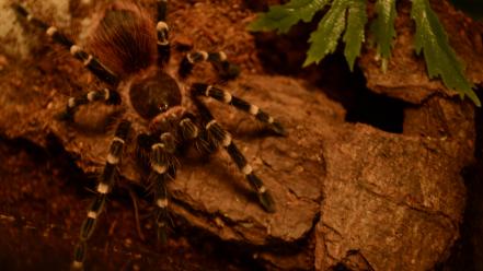 Animals spiders tarantula wallpaper