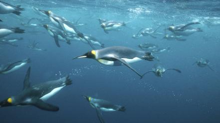 Antarctica king penguins wallpaper