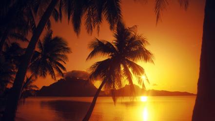 Beaches landscapes nature palm trees sunset wallpaper