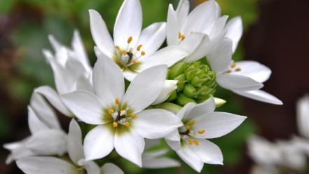 Blossoms flowers white wallpaper