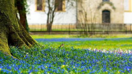 Blue flowers grass macro nature wallpaper