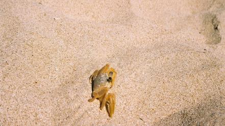 Cuba trinidad beaches crabs landscapes wallpaper