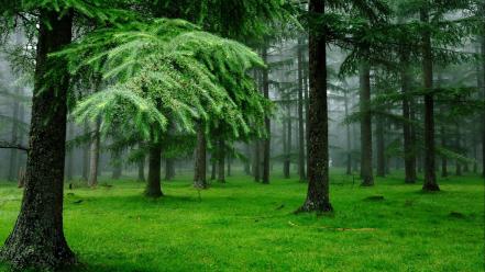 Forests grass green outdoors trees wallpaper
