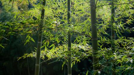 Japan bamboo garden nature snow wallpaper