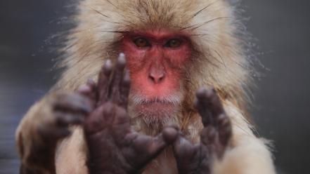 Japanese macaque animals hairy monkeys snow monkey wallpaper