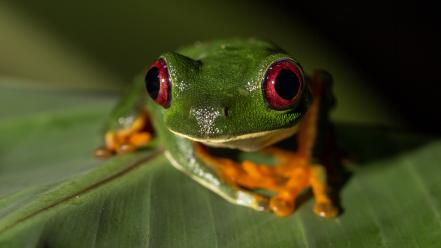 Redeyed tree frog amphibians animals frogs wallpaper