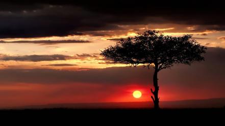 Sun landscapes nature sunset trees wallpaper