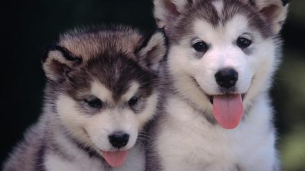 Animals architecture dogs puppies wallpaper