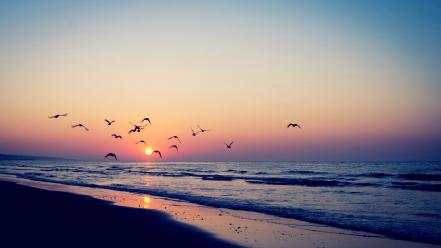 Beaches birds nature sea shorelines wallpaper