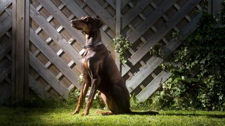 Doberman pinscher animals dogs pets wallpaper