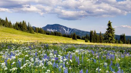 Flowers forests mountains nature wallpaper