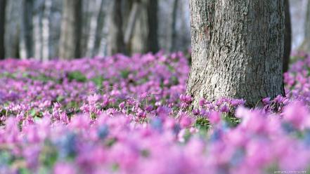 Flowers forests pink trees wildflowers wallpaper