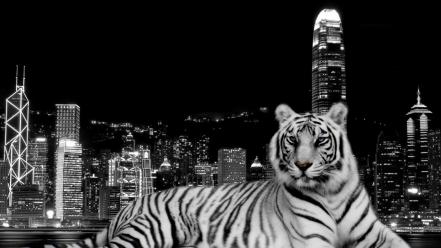 City Dark Tiger wallpaper