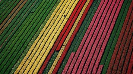 Flowers earth fields tulips colors aerial view wallpaper