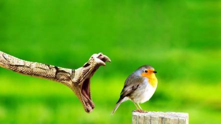 Green birds snakes prey jaws reptiles background robins wallpaper