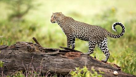 Leopard Wildlife wallpaper