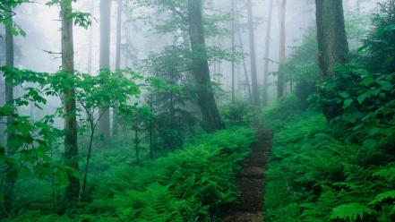 Mountains landscapes nature tennessee trail appalachian ridge foggy wallpaper