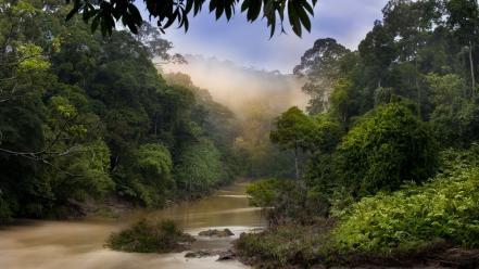 Nature dawn jungle forest malaysia rivers view wallpaper