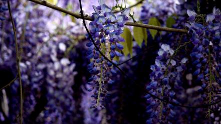 Nature flowers leaves wisteria depth of field purple wallpaper