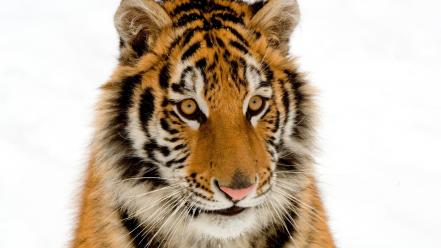 Portrait Of A Tiger wallpaper