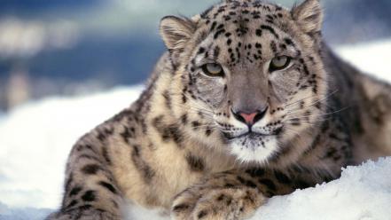 Scary Snow Leopard wallpaper