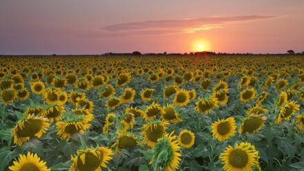 Sunset nature fields texas sunflowers wallpaper