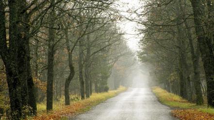 Trees roads morning wallpaper