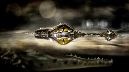 Water eyes yellow bokeh alligators jaws reptiles wallpaper