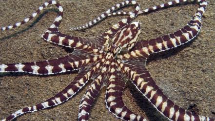Water sand animals octopus wallpaper