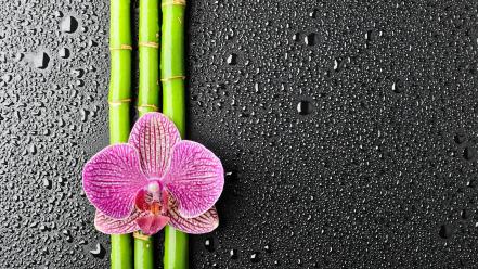 Adidas bamboo flowers orchids water drops wallpaper