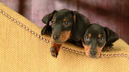 Animals couch dachshund dogs pets wallpaper
