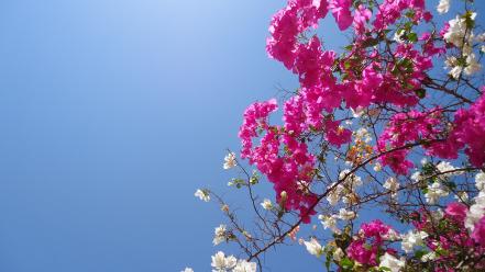 Bougainvillea flowers wallpaper