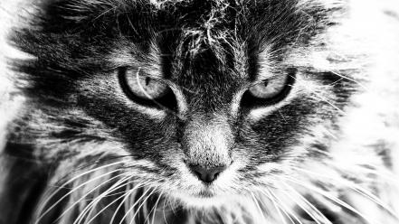 Cats greyscale nature scary wildlife wallpaper