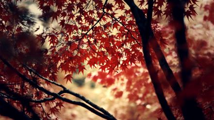 Deviantart autumn forests leaves momiji wallpaper