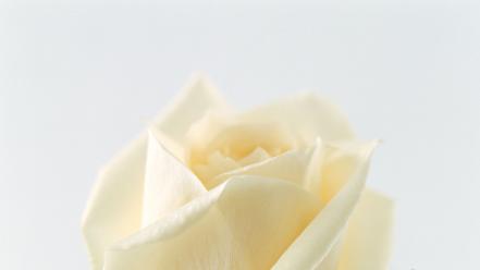 Flowers roses white wallpaper