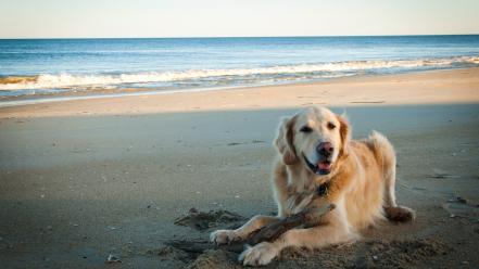 Animals beaches dogs golden retriever outdoors wallpaper