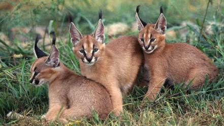 Animals caracal wallpaper