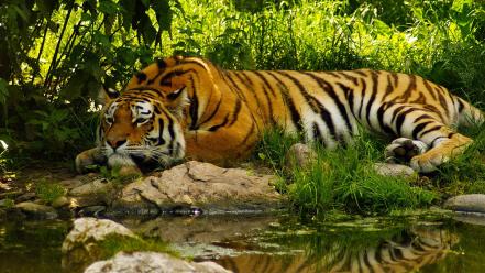 Animals nature tigers wallpaper