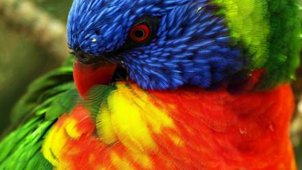 Birds multicolor parrots rainbow lorikeet wallpaper