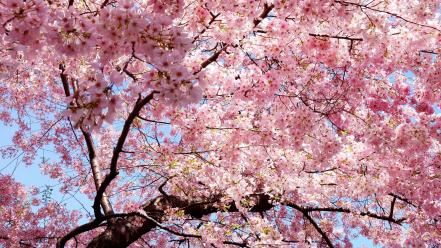 Blossom flowers trees wallpaper