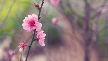 Cherry blossoms flowers macro wallpaper