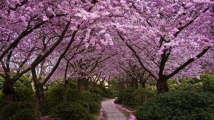 Cherry blossoms nature paths trees wallpaper