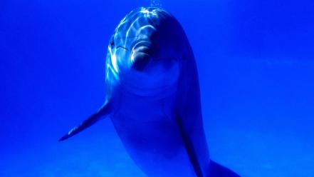 Dolphins sea wallpaper