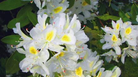 Flowers plants white wallpaper