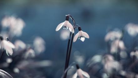 Flowers snowdrops wallpaper