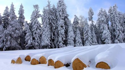 Forests snow trees winter wallpaper