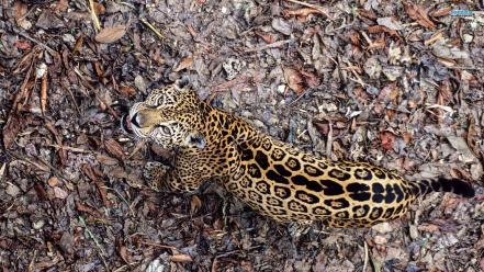 Animals camouflage fallen leaves jaguars looking up wallpaper