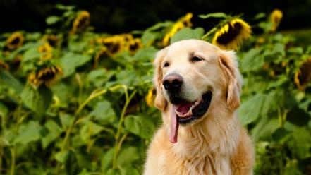 Animals dogs golden retriever pets sunflowers wallpaper