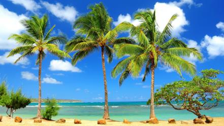 Beaches blue deserts ocean palm trees wallpaper