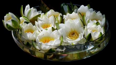 Black background bowls flowers nature water lilies wallpaper